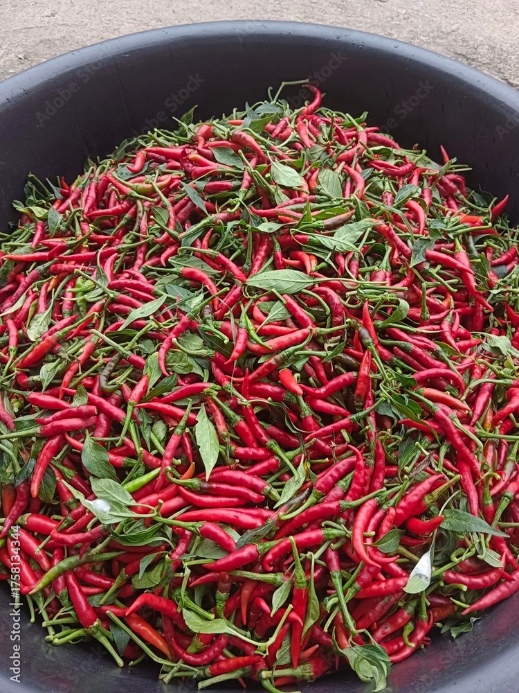 Naklejka premium red chili pepper in a basket