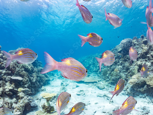 ノコギリダイ, Yellowspot emperor, Striped large-eye bream, Gnathodentex aureolineatus, フエフキダイ科,
美しいサンゴ礁と熱帯魚の群れ。
安室島沖縄県
島尻郡慶良間諸島座間味島-2025
サンゴの産卵があり卵が漂う。沖縄本島から40km西方の諸島。30以上の島嶼群全体が国立公園に指定。珊瑚礁の青い海と白い砂浜は世界屈指の美。