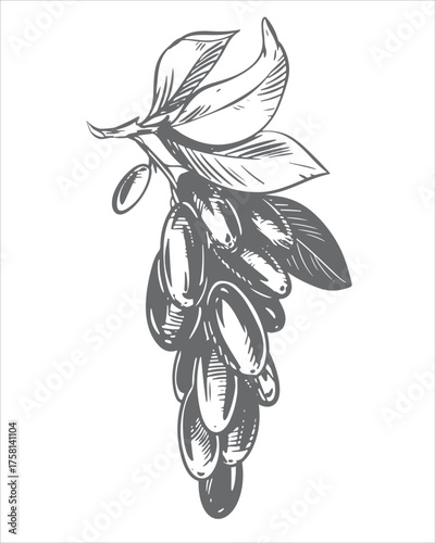 Barberry linear sketch. Vector illustration of a sour berry. Imitation of an old engraving. A hanging branch with berries. Line drawing.