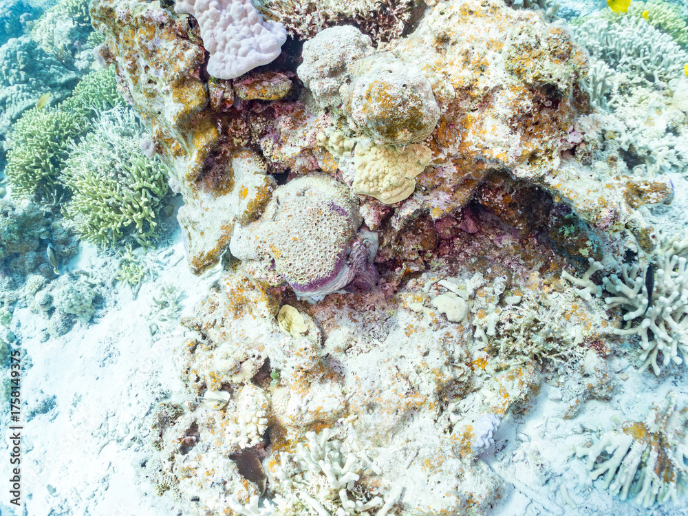 Fototapeta premium ワモンダコ, Big Blue Octopus, Octopus cyanea, マダコ科, 美しいサンゴ礁と熱帯魚の群れ。 嘉比島沖縄県 島尻郡慶良間諸島座間味島-2025 サンゴの産卵があり卵が漂う。沖縄本島から40km西方の諸島。30以上の島嶼群全体が国立公園に指定。珊瑚礁の青い海と白い砂浜は世界屈指の美。貴重な動植物が多数生息。 