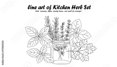 Detailed line art illustration of assorted kitchen herbs displayed in a mason jar, arranged.