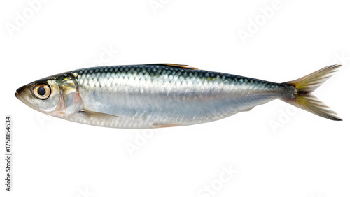 Isolated Sardine Fish on White Background.