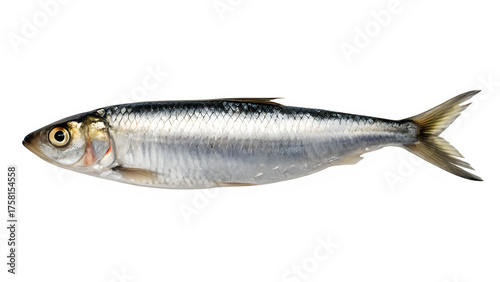 Isolated Sardine Fish on White Background.