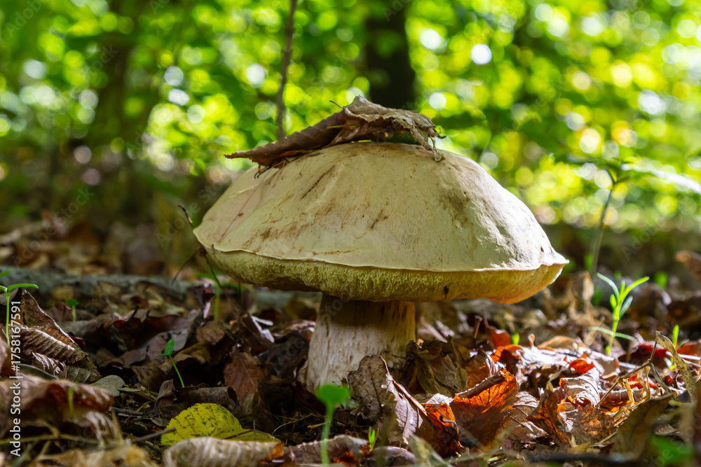 Fototapeta premium Unique view of Amanita phalloides and Gyroporus cyanescens amidst vibrant forest foliage during a sunny autumn day
