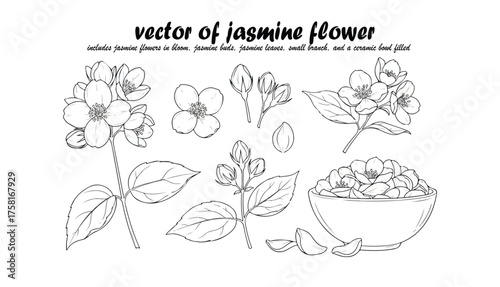 Detailed line art illustration of various jasmine flower elements, including buds and blossoms.