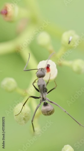 Vertical video. Macro Overhead Shot of Black Ant on White Bud with Red Center Surrounded by Green Background, Soft Natural Light, Insect Behavior Concept