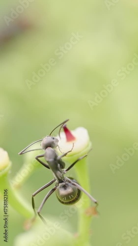 Vertical video. Macro Focus on Black Ant Climbing Small Bud with Red Center in Natural Green Environment, Shallow Depth, Wildlife Macro Concept