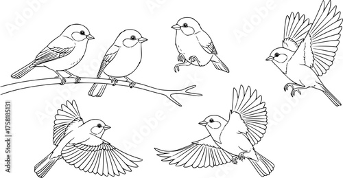 Five birds drawing. This black and white outline features a group of five small birds in various flying and perched positions, ideal for a children's activity. Vector sketch line art draw.