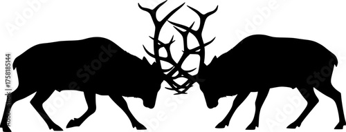 Bull elk fighting silhouette. This image shows two bull elks with large antlers locked in a fight, depicted in a black silhouette style. Vector clipart illustration design.