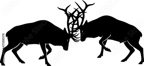 Bull elk fighting silhouette. This image shows two bull elks with large antlers locked in a fight, depicted in a black silhouette style. Vector clipart illustration design.