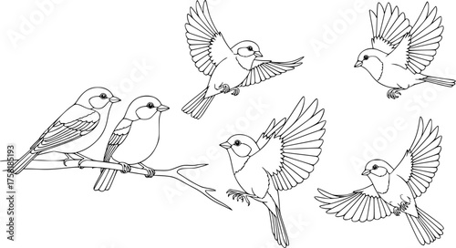 Five birds drawing. This black and white outline features a group of five small birds in various flying and perched positions, ideal for a children's activity. Vector sketch line art draw.