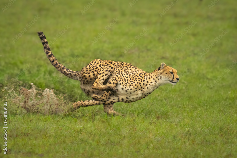 Obraz premium Female cheetah races through puddles in savannah