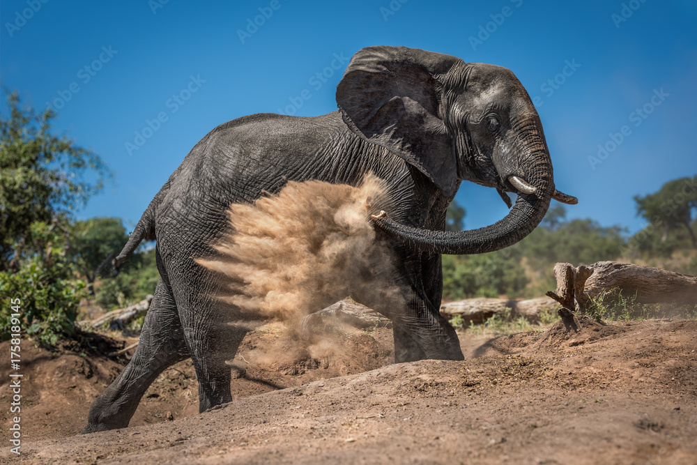 Fototapeta premium Elephant giving itself dust bath on hillside