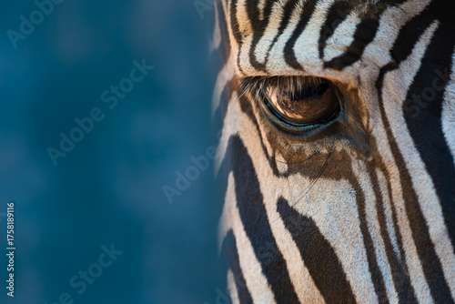 Canvas Print Close-up of right eye of Grevy zebra