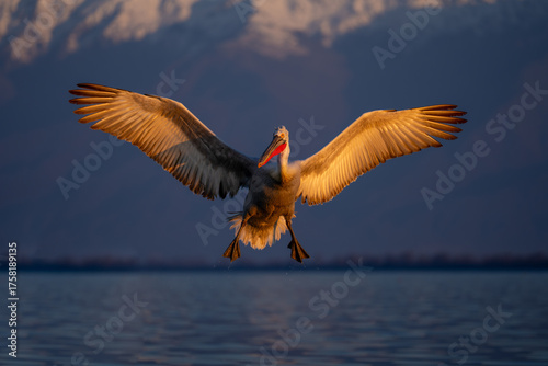 Dalmatian pelican spreads wings landing on lake