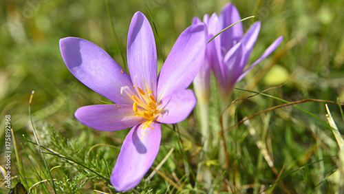 Beautiful Colchicum autumnale flowers. Autumn in the Transylvanian meadows.