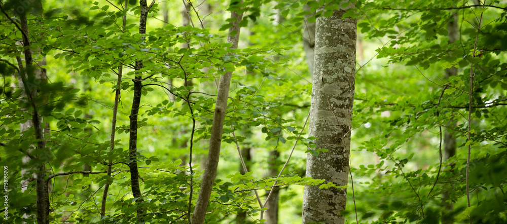 Obraz premium Close up phot of the deciduous forest in Gullkronene nature reserve in Tønsberg, Norway. Panorama close up of the trees and their leaves.