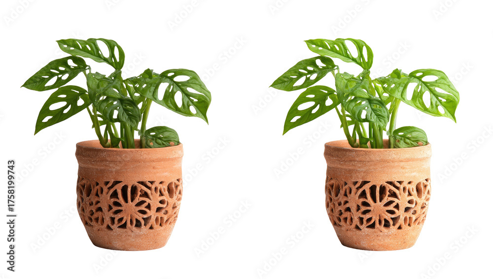 Fototapeta premium Two potted plants with ornate terracotta pots, each featuring vibrant green foliage against black