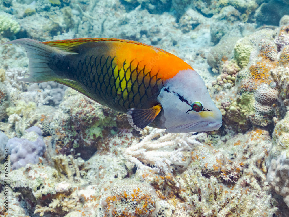Fototapeta premium ギチベラ, Slingjaw Wrasse, Epibulus insidiator, ベラ科, 美しいサンゴ礁と熱帯魚の群れ。 安室島沖縄県 島尻郡慶良間諸島座間味島-2025 サンゴの産卵があり卵が漂う。沖縄本島から40km西方の諸島。30以上の島嶼群全体が国立公園に指定。珊瑚礁の青い海と白い砂浜は世界屈指の美。貴重な動植物が多数生息。 