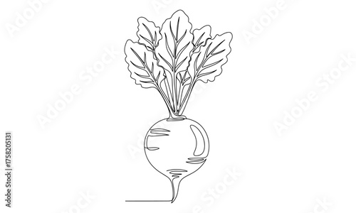 Beadroot continuous line art vector on transparent background