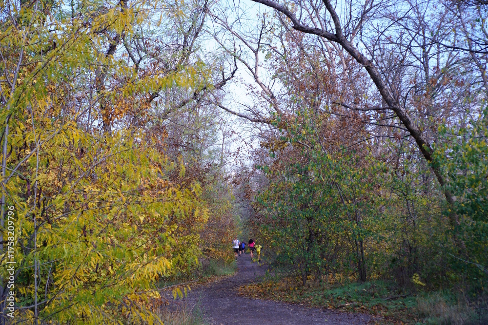 Fototapeta premium A group of people is running in a grove in the background.