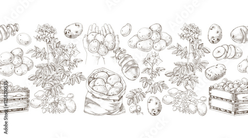 Potato sketched seamless border vector