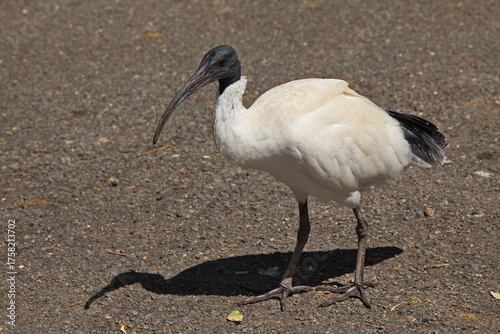 Ibis in Cleland Wildlife Park in Adelaide Hills at Adelaide, South Australia, Australia
