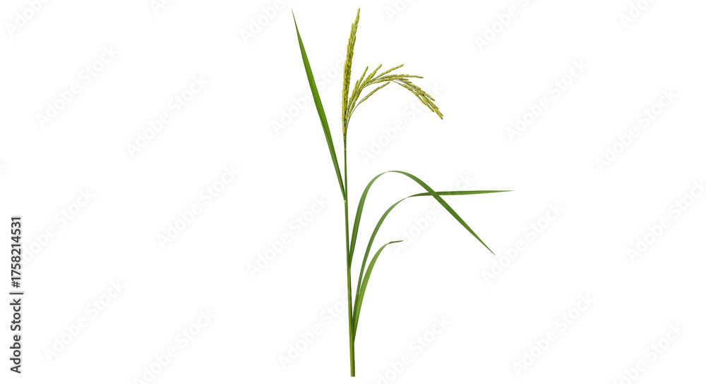 Fototapeta premium Isolated rice paddy plant stalk, ears, and leaves on a neutral field, agriculture element