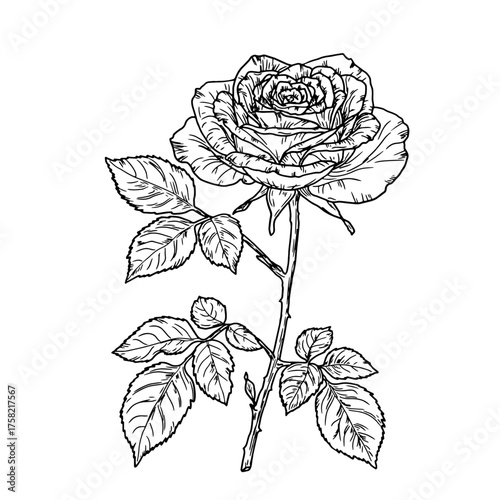 A rose on thin stem with a bud and a leaf, a black and white sketch. Vector illustration. Graceful flowers with buds, lush foliage, isolated on white background. For postcards, invitations and letters