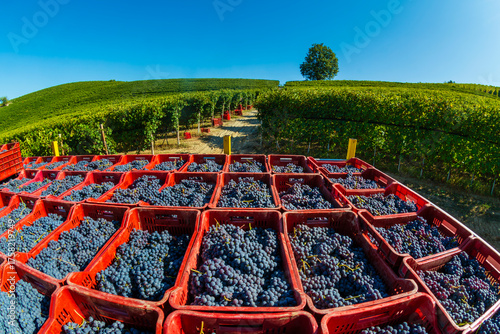 Red crates with bunches of grapes in front of the vineyards during the grape harvest