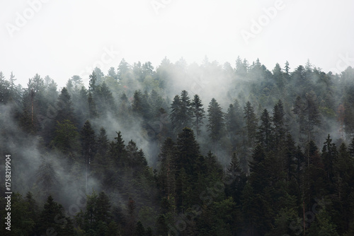 Forêt dense de sapins enveloppée de brouillard. Une scène paisible et atmosphérique capturant la beauté naturelle et mystérieuse de la montagne. Idéale pour les projets autour de la nature, de l’écolo