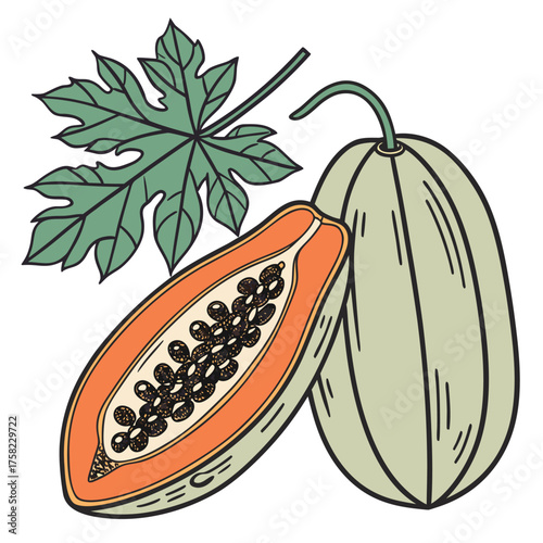 Bitter Melon Food Colourful Vector Illustration