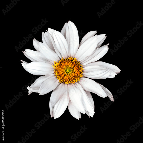 White flower of a decorative sunflower Helinthus isolated on black. Detailed flower photo. Invitation, celebration, love, congratulation, sale, festive card concept