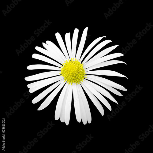Natural white exotic chrysanthemum flower macro isolated on black. Detailed flower photo. Invitation, celebration, love, congratulation, sale, festive card concept