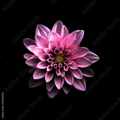 Surreal dark chrome violet flower dahlia macro isolated on black. Detailed flower photo. Invitation, celebration, love, congratulation, sale, festive card concept