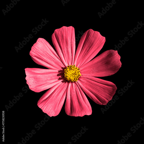 Rose flower Primula isolated on black. Detailed flower photo. Invitation, celebration, love, congratulation, sale, festive card concept