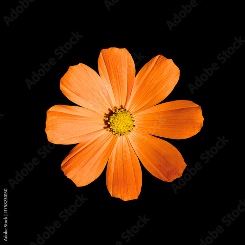 Orange flower Primula isolated on black. Detailed flower photo. Invitation, celebration, love, congratulation, sale, festive card concept