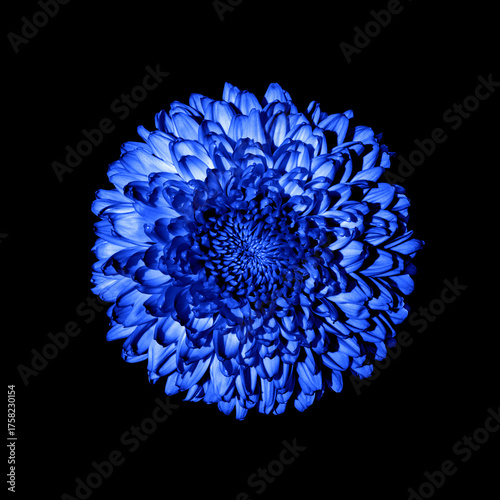 Surreal dark blue chrysanthemum (golden-daisy) flower macro isolated on black. Detailed flower photo. Invitation, celebration, love, congratulation, sale, festive card concept