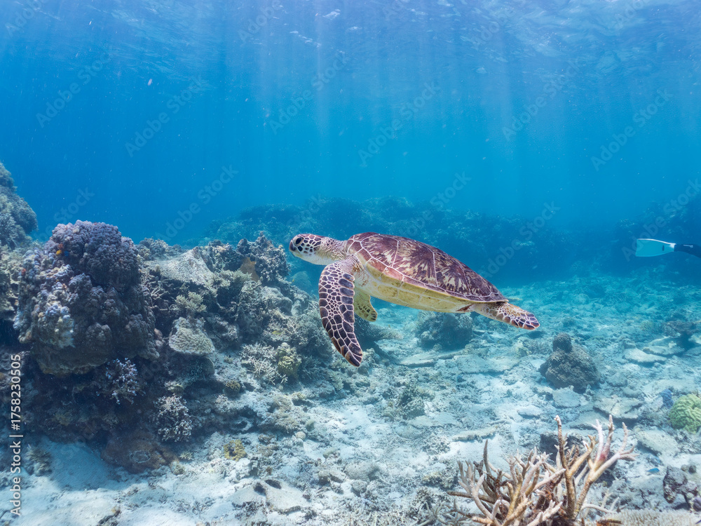 Fototapeta premium 息継ぎをするためにゆったり泳ぐアオウミガメ, Green Turtle, Green Sea Turtle, Chelonia mydas, ウミガメ科, 美しいサンゴ礁と熱帯魚の群れ。 安室島沖縄県 島尻郡慶良間諸島座間味島-2025 サンゴの産卵があり卵が漂う。沖縄本島から40km西方の諸島。30以上の島嶼群全体が国立公園に指定。珊瑚礁の青い海と白い砂浜は世界屈指の美。貴重な動植物が多数生息。