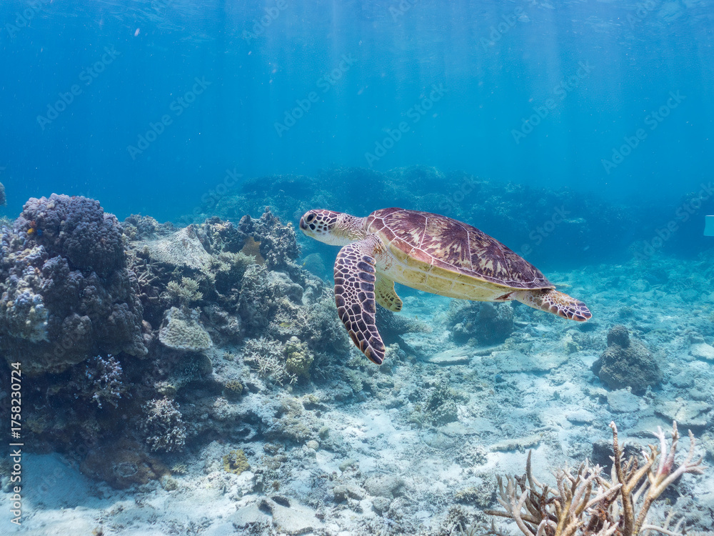 Fototapeta premium 息継ぎをするためにゆったり泳ぐアオウミガメ, Green Turtle, Green Sea Turtle, Chelonia mydas, ウミガメ科, 美しいサンゴ礁と熱帯魚の群れ。 安室島沖縄県 島尻郡慶良間諸島座間味島-2025 サンゴの産卵があり卵が漂う。沖縄本島から40km西方の諸島。30以上の島嶼群全体が国立公園に指定。珊瑚礁の青い海と白い砂浜は世界屈指の美。貴重な動植物が多数生息。