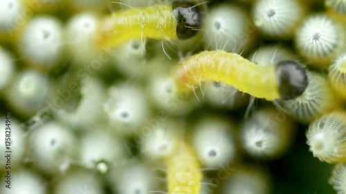 Extreme Macro of Newly Hatched Yellow Pieris brassicae Larvae on a Cluster of Eggs