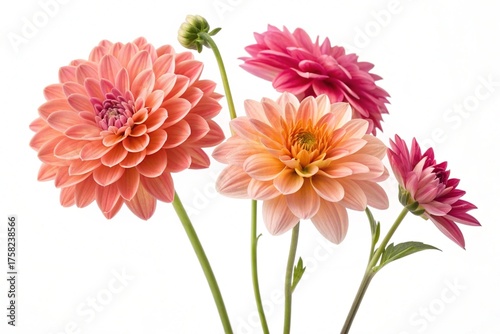 Beautiful Floral Composition Isolated on White