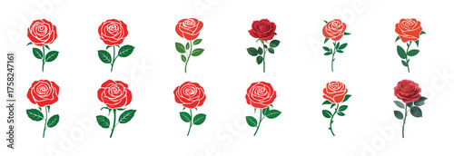 red tulips isolated on white