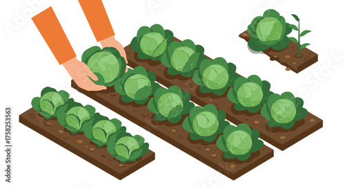Flat design vegetable gardening with fresh cabbage harvest and plant growth s…