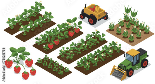 Isometric strawberry farm with tractor and plant beds illustrations