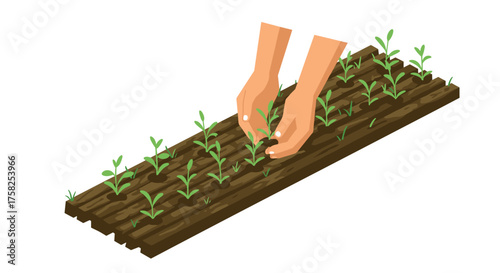 Hands tending to seedlings in a garden bed: isometric gardening concept