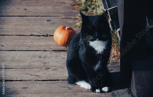 Halloween mood with a black cat and pumpkin