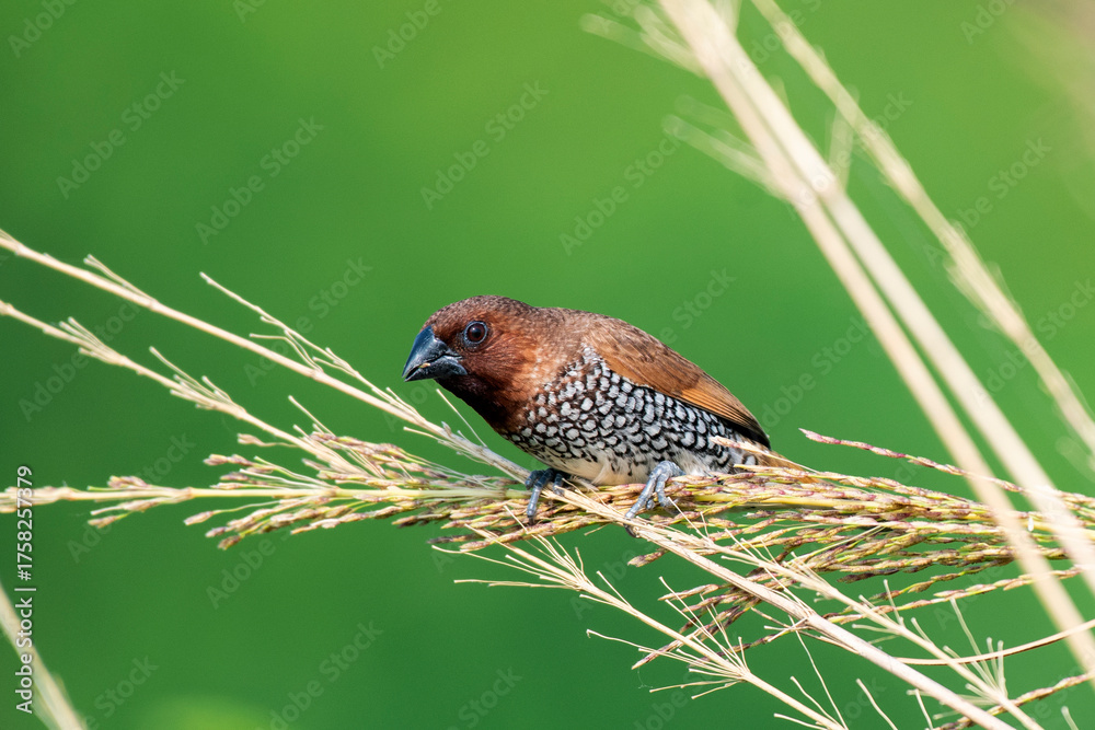 Obraz premium Scaly Breasted Munia Feeding on Ripened Crop in Natural Habitat