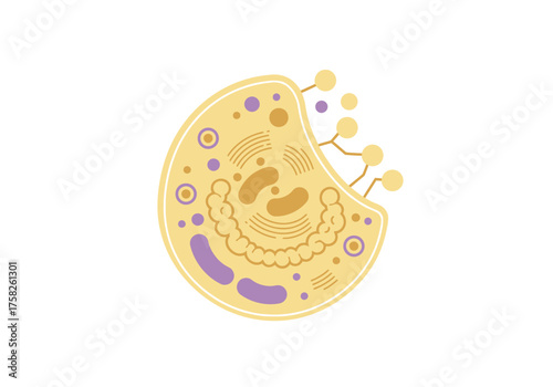 Stylized Illustration of a Biological Cell with Internal Structures.