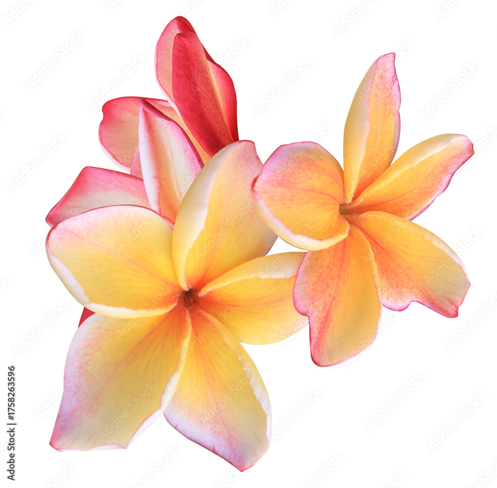 Naklejka premium stunning photograph of tropical plumeria flowers, displaying warm sunset colors of yellow, orange, and pink on a dark background, evoking hawaiian ambiance.